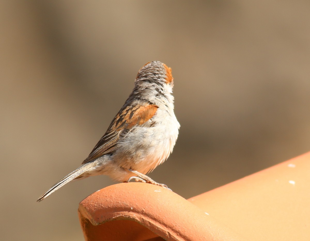 Cape Verde Sparrow - Nathan Pieplow