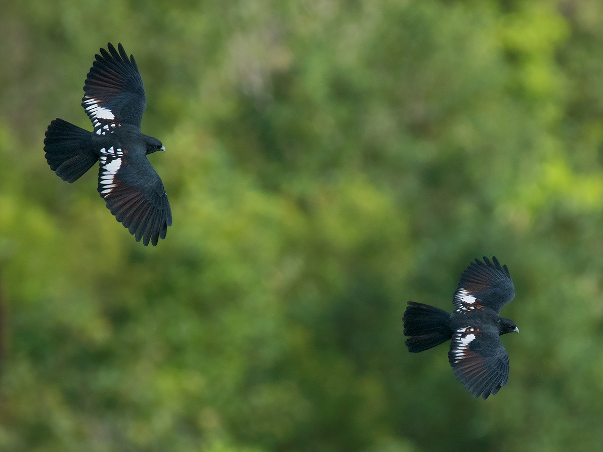 黑冠鵑隼 Ebird