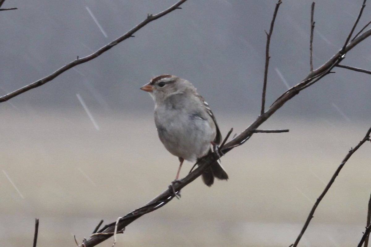 White-crowned Sparrow - Andrew Bell