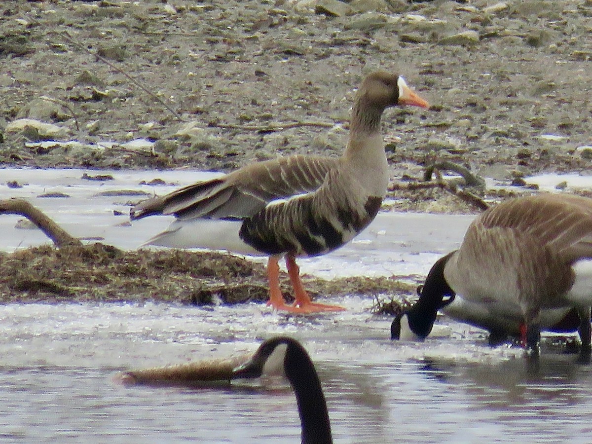 Greater White-fronted Goose - Evan Mann