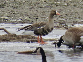 Greater White-fronted Goose, ML145250971