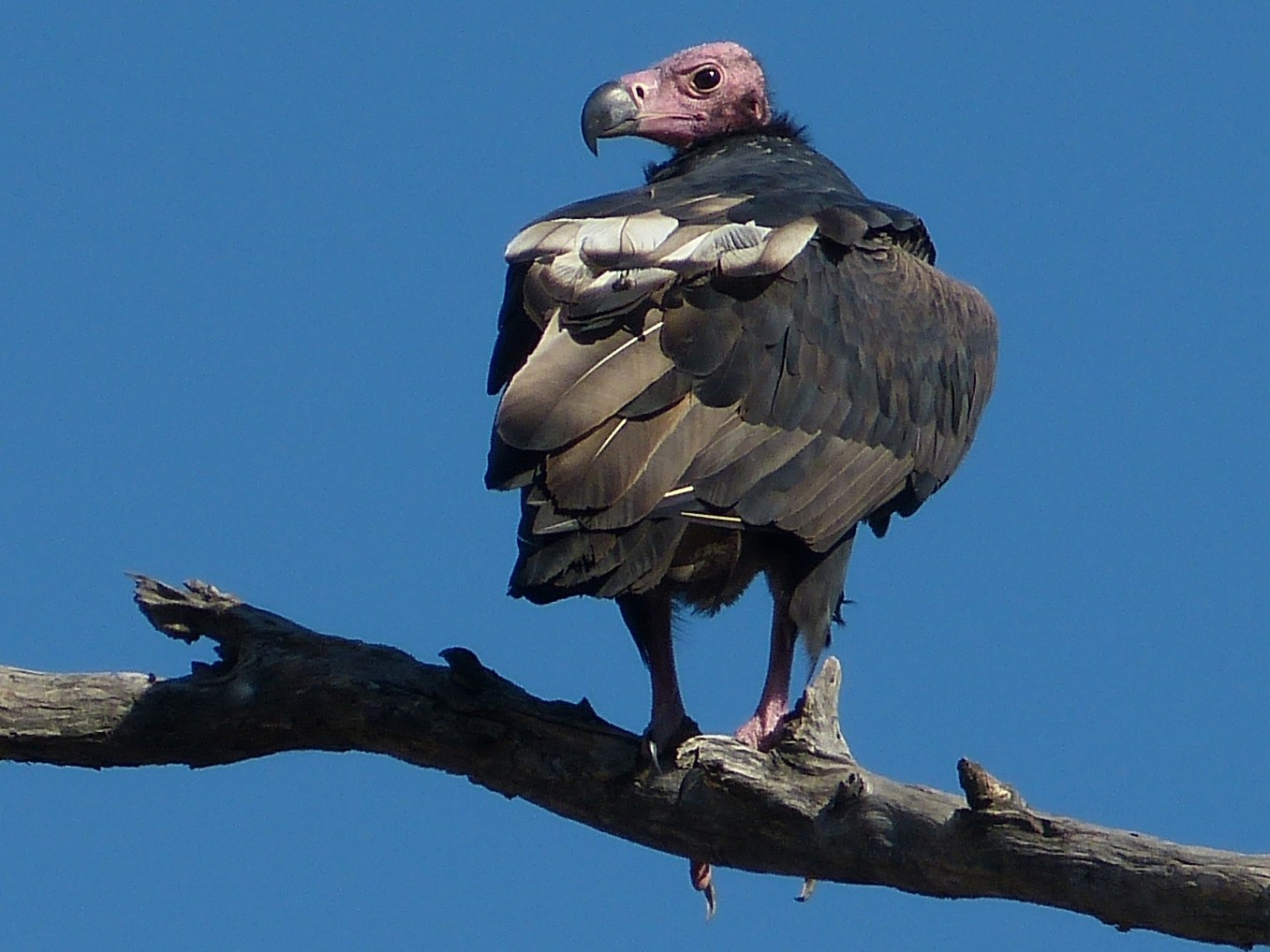 Red-headed Vulture - eBird