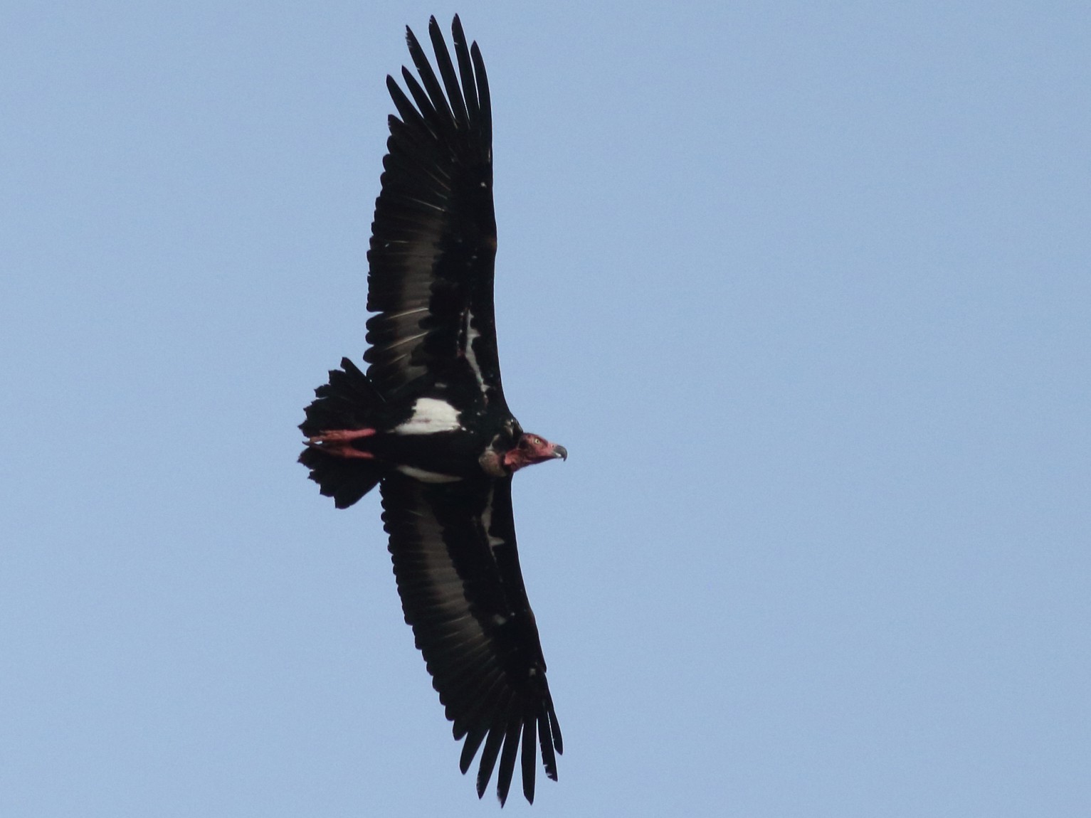 Red-headed Vulture - Chinmay Rahane