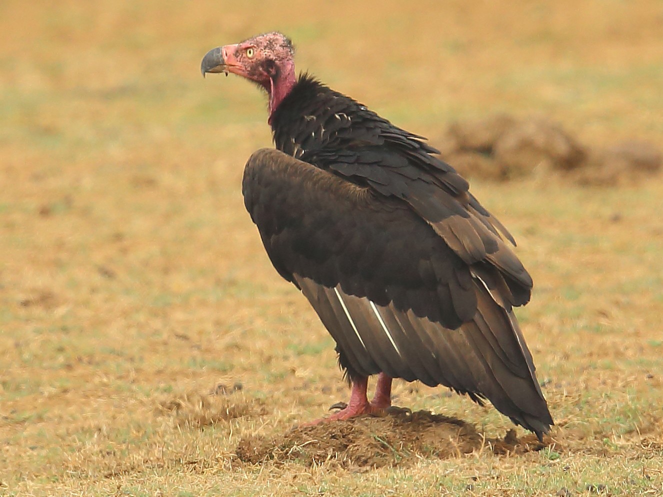 Red-headed Vulture - eBird