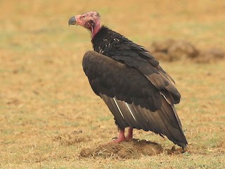นกเพศผู้เต็มวัย - Rajinikanth Kasthuri - ML145253141
