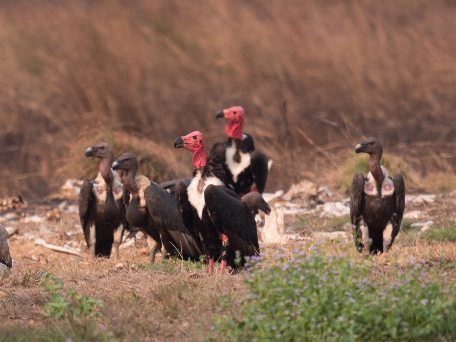 Red-headed Vulture - Aaron Lang