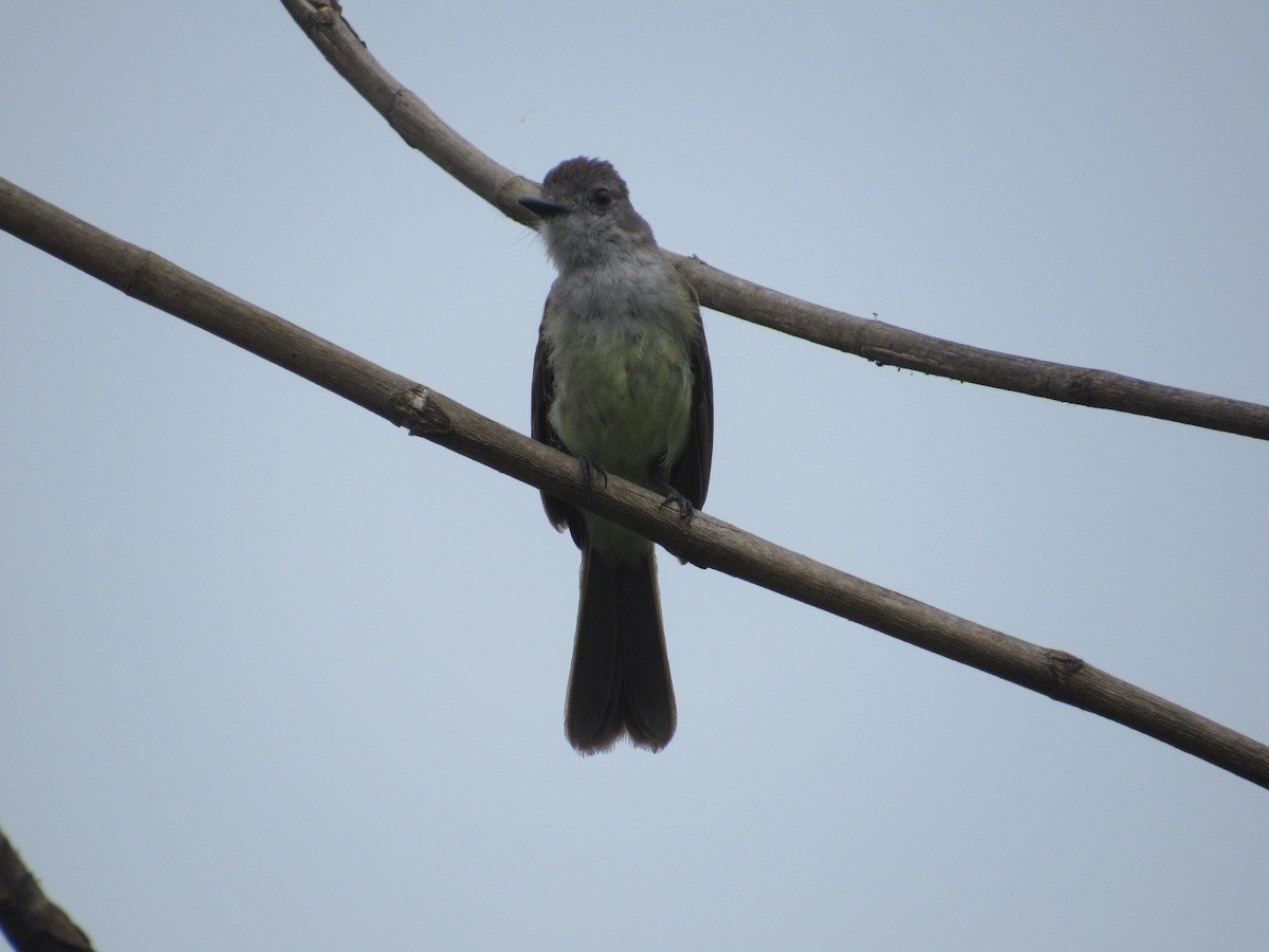 Sooty-crowned Flycatcher - Rafael Ferro