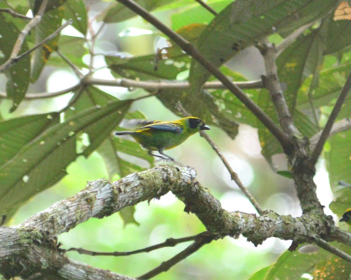 Green-and-gold Tanager - ML145254351