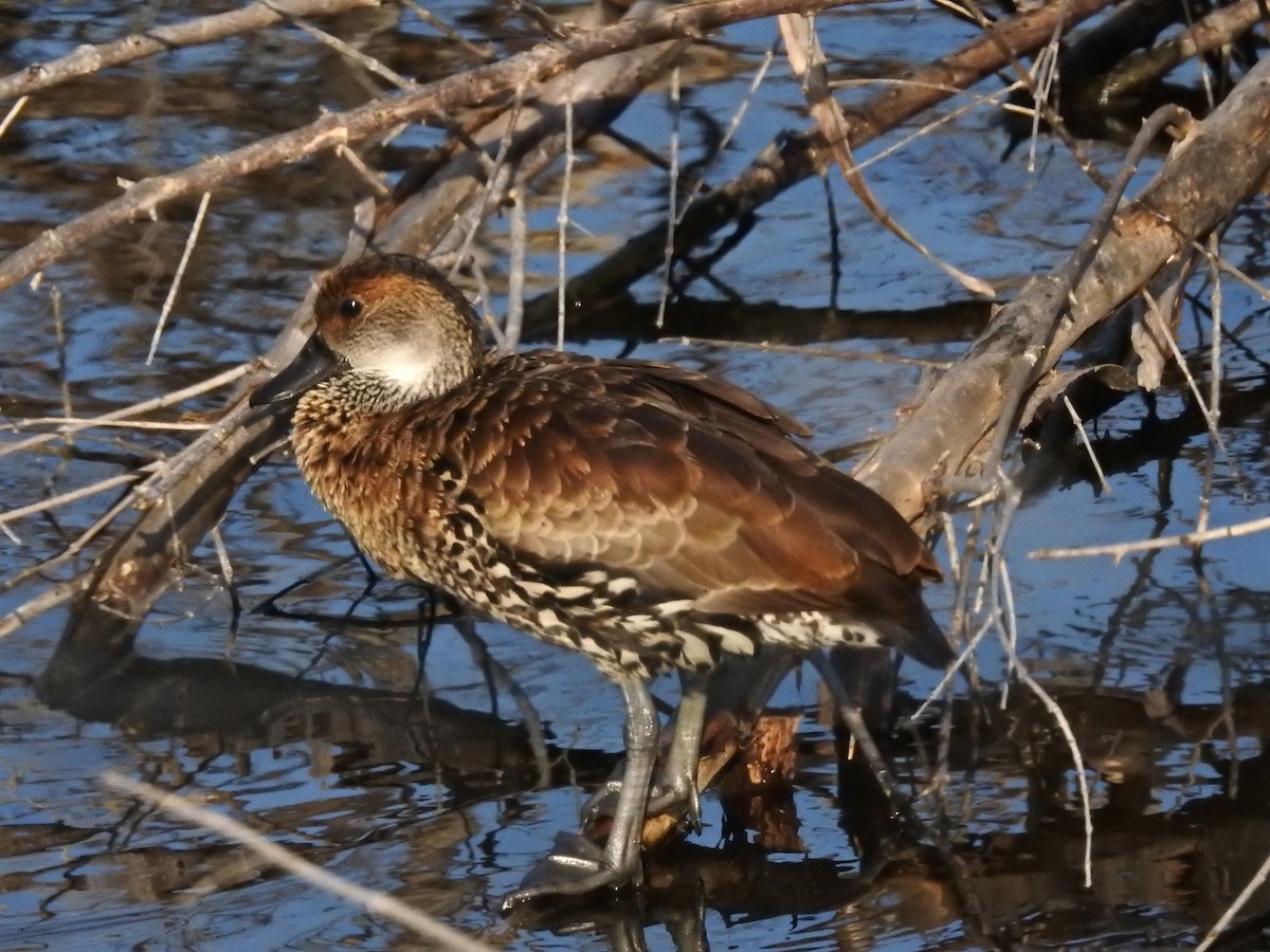 West Indian Whistling-Duck - Alison Mews