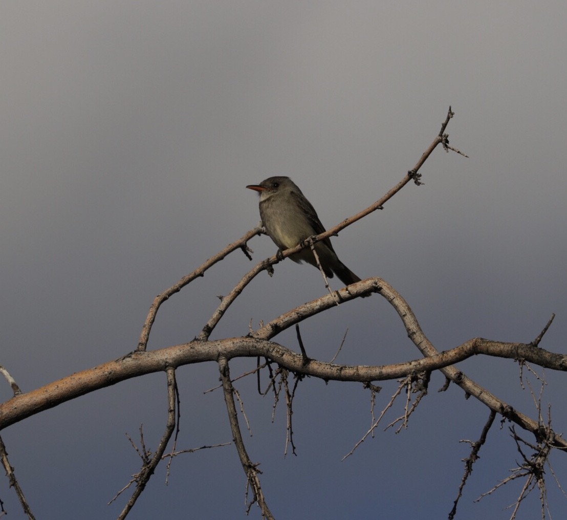 Greater Pewee - Audrey Addison