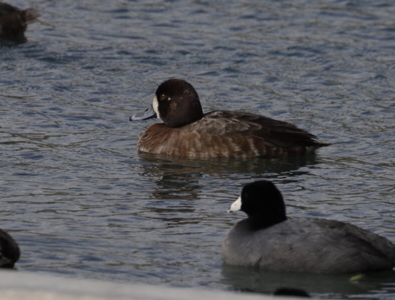 Greater/Lesser Scaup - Audrey Addison