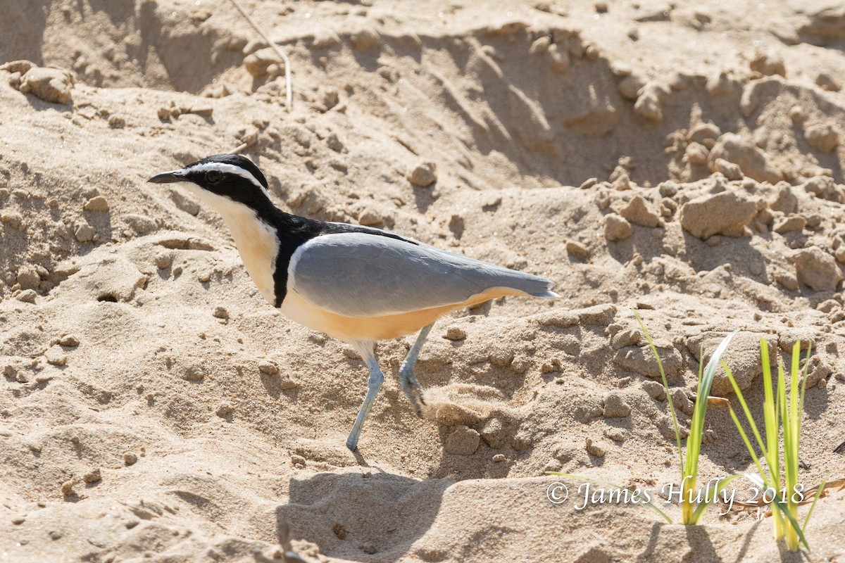 Egyptian Plover - Jim Hully