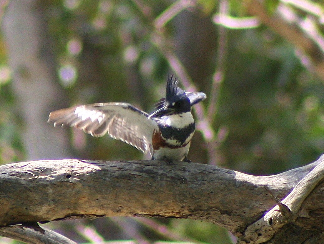 Belted Kingfisher - Lermith Torres