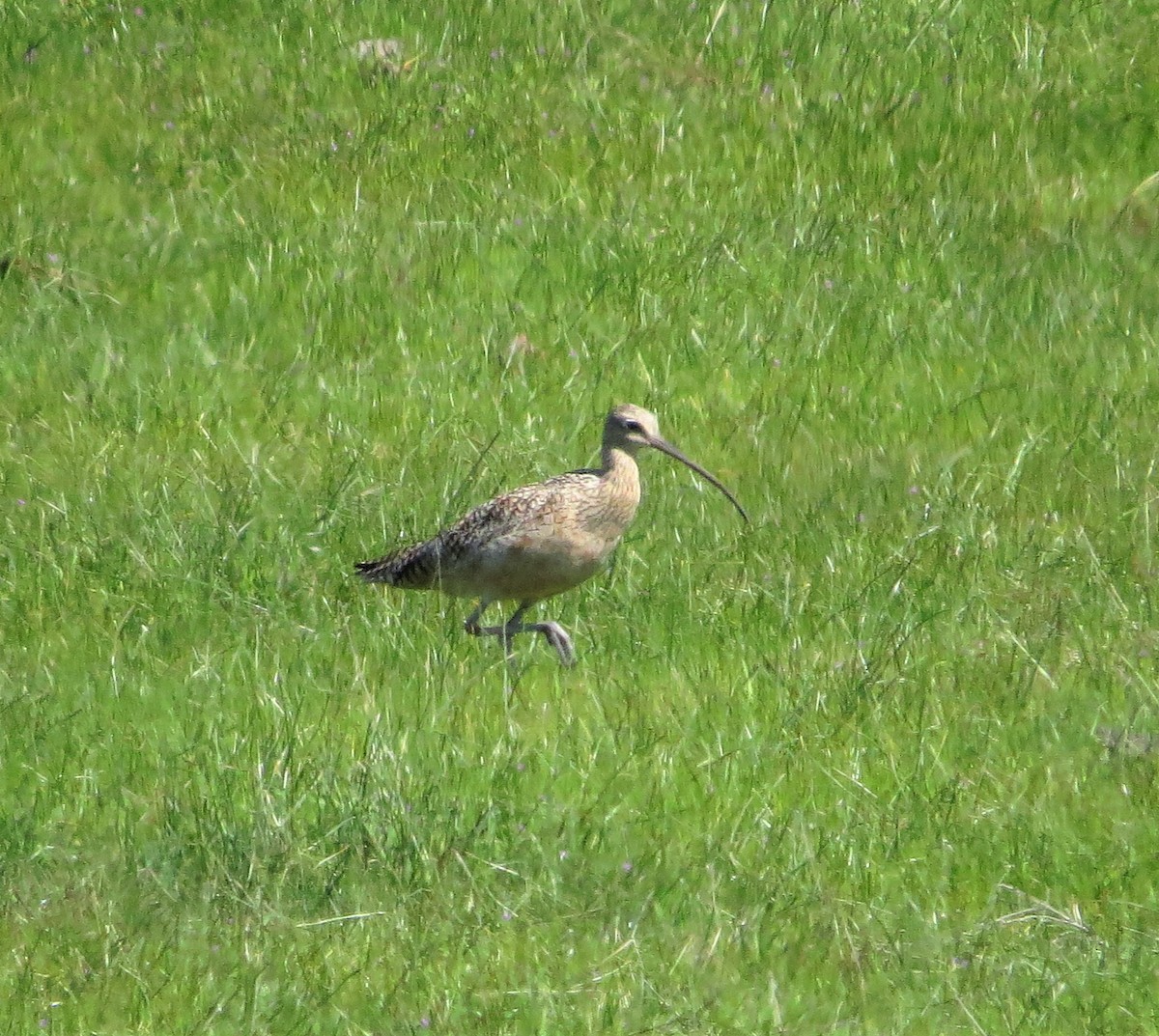 Long-billed Curlew - ML145260931