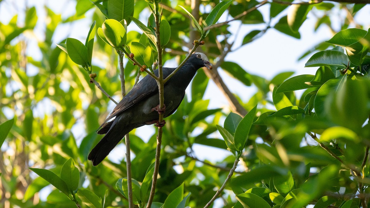 White-crowned Pigeon - Kyle Matera