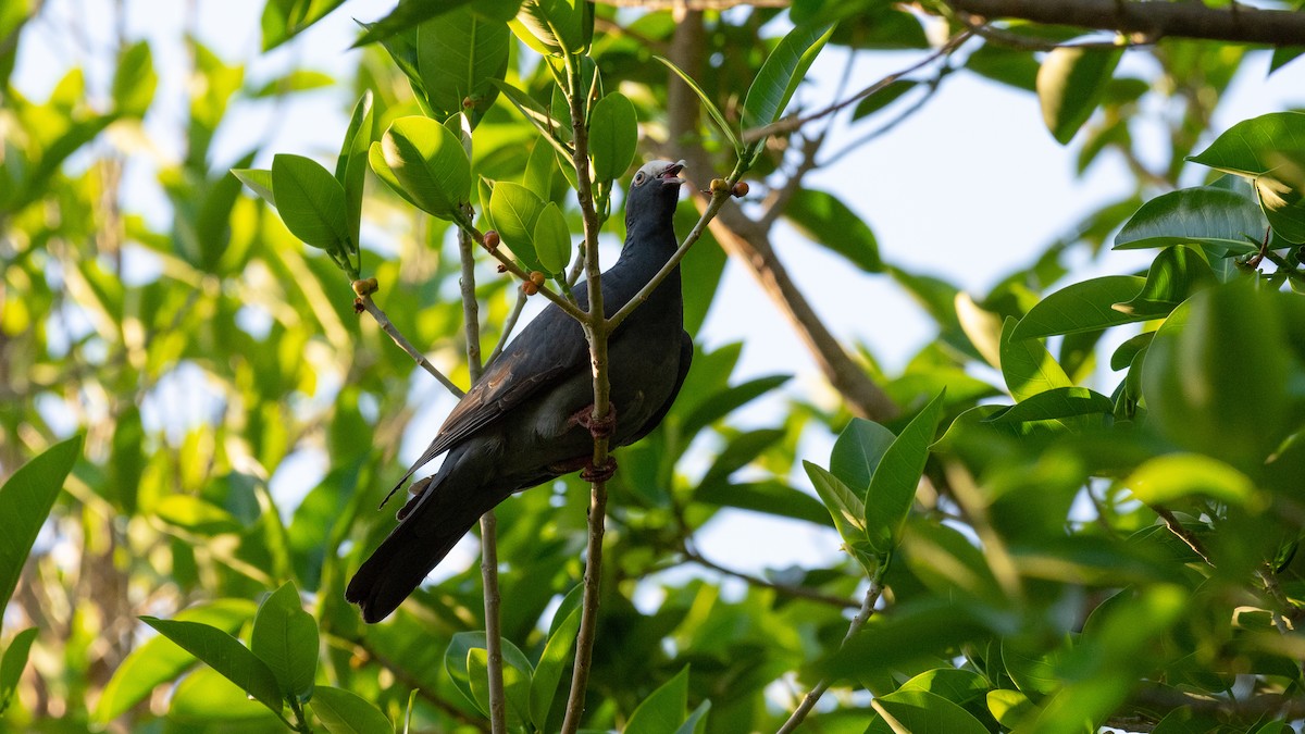 White-crowned Pigeon - ML145260981