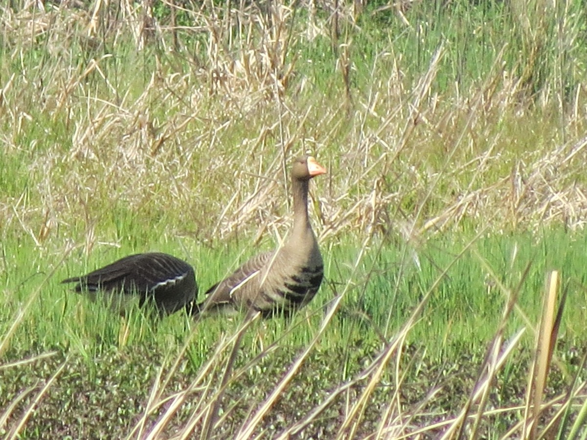 Greater White-fronted Goose - Marcie Oliva