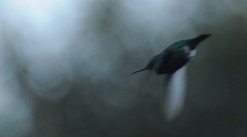 kolibřík modrobradý - ML145270621
