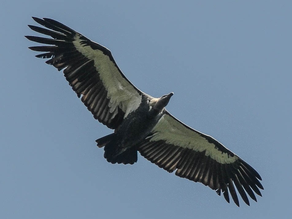 White-rumped Vulture - Nikolaj Mølgaard Thomsen