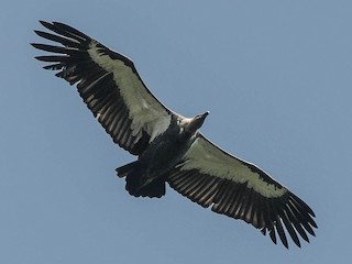 White-rumped Vulture - eBird