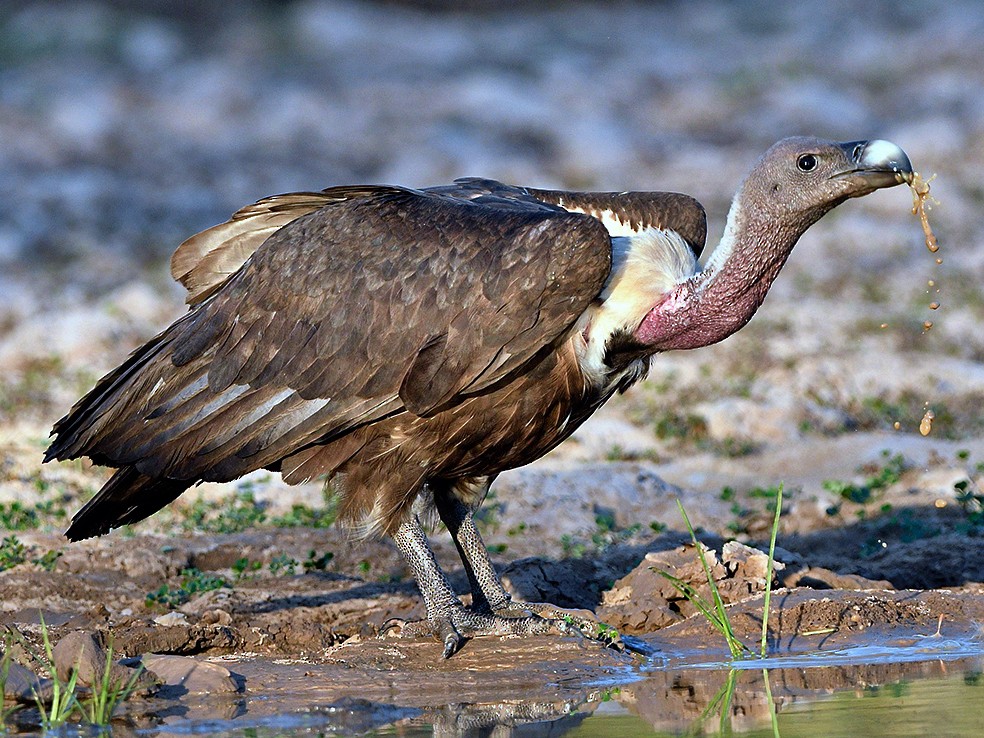 White-rumped Vulture - eBird