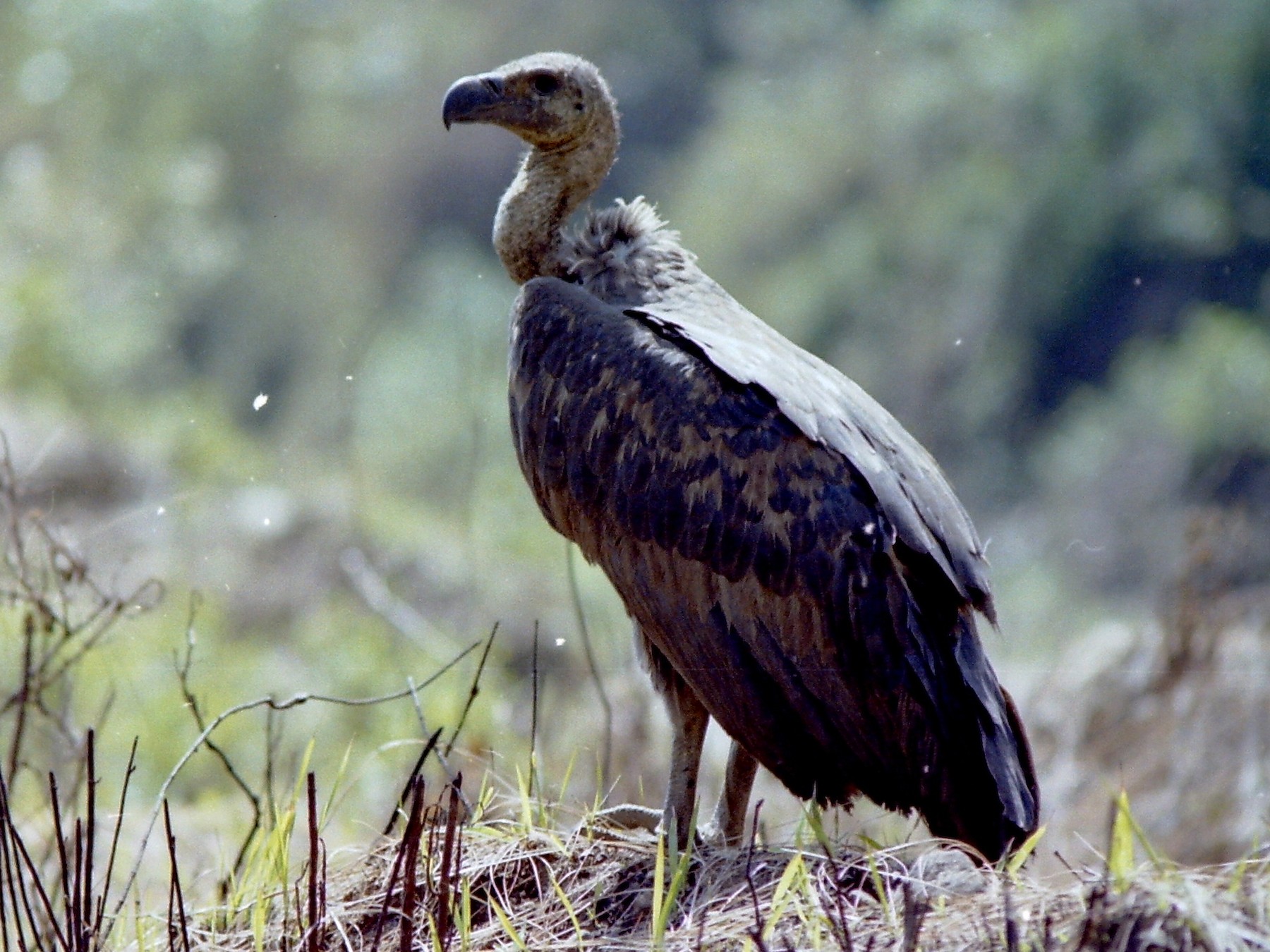 White-rumped Vulture - Rick Jacobsen