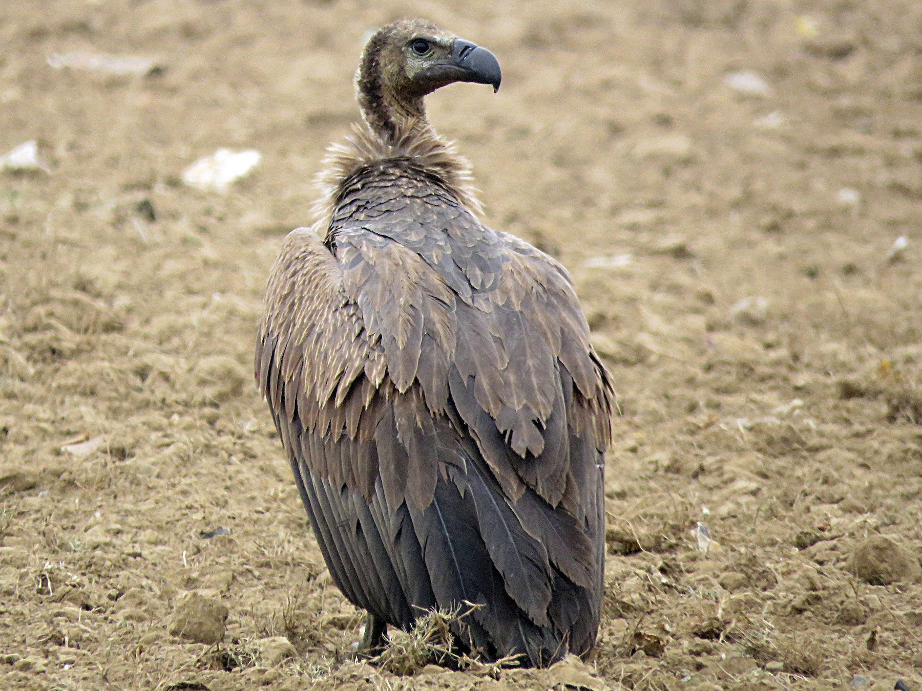 White-rumped Vulture - Ritvik Singh