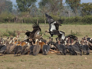 Flock - Santosh   Kumar Thakur ( Wildlifer) - ML145271151