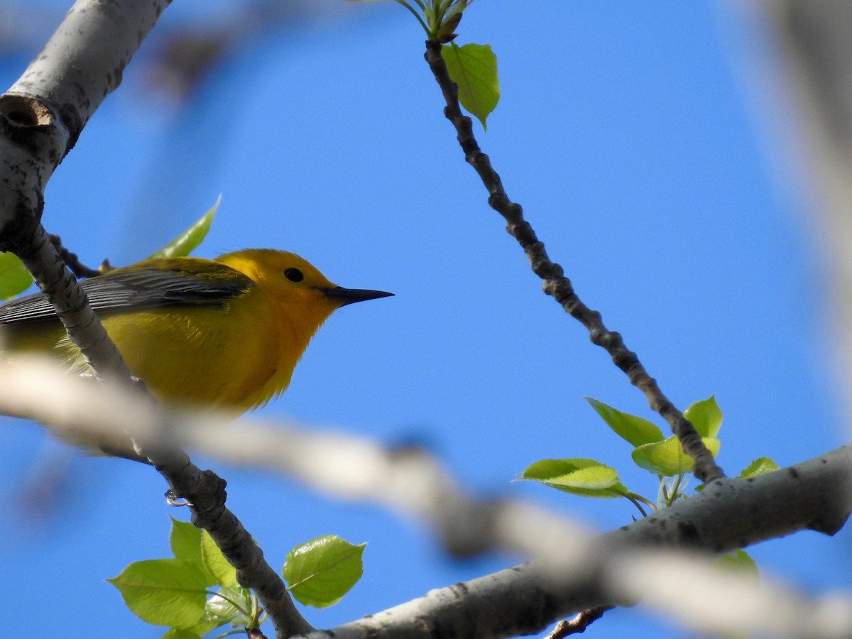 Prothonotary Warbler - ML145271711