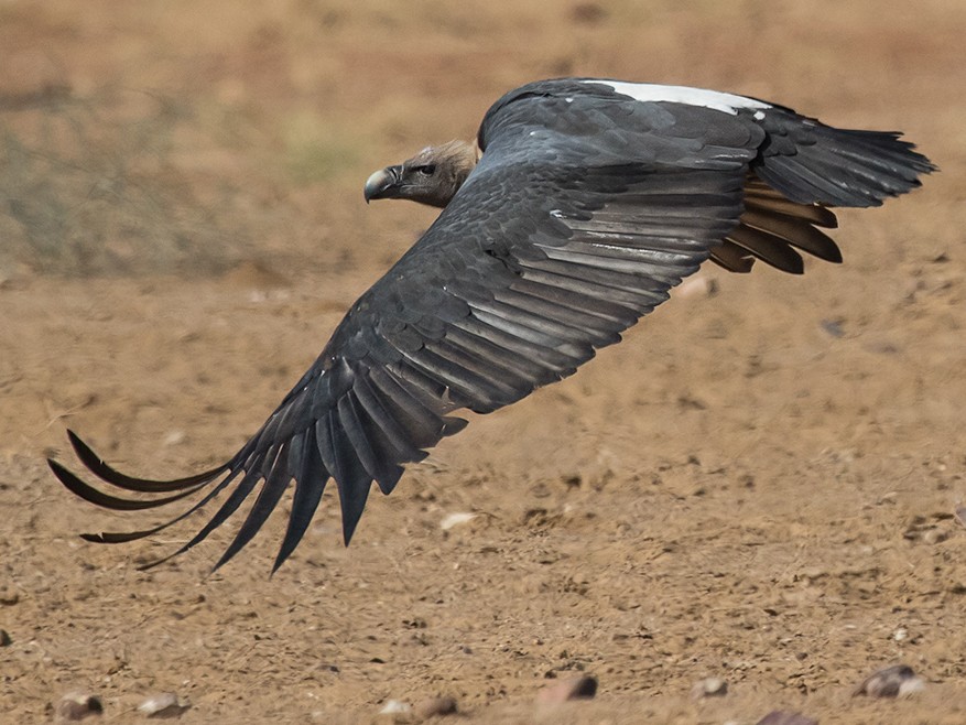 White-rumped Vulture - Roozbeh Gazdar