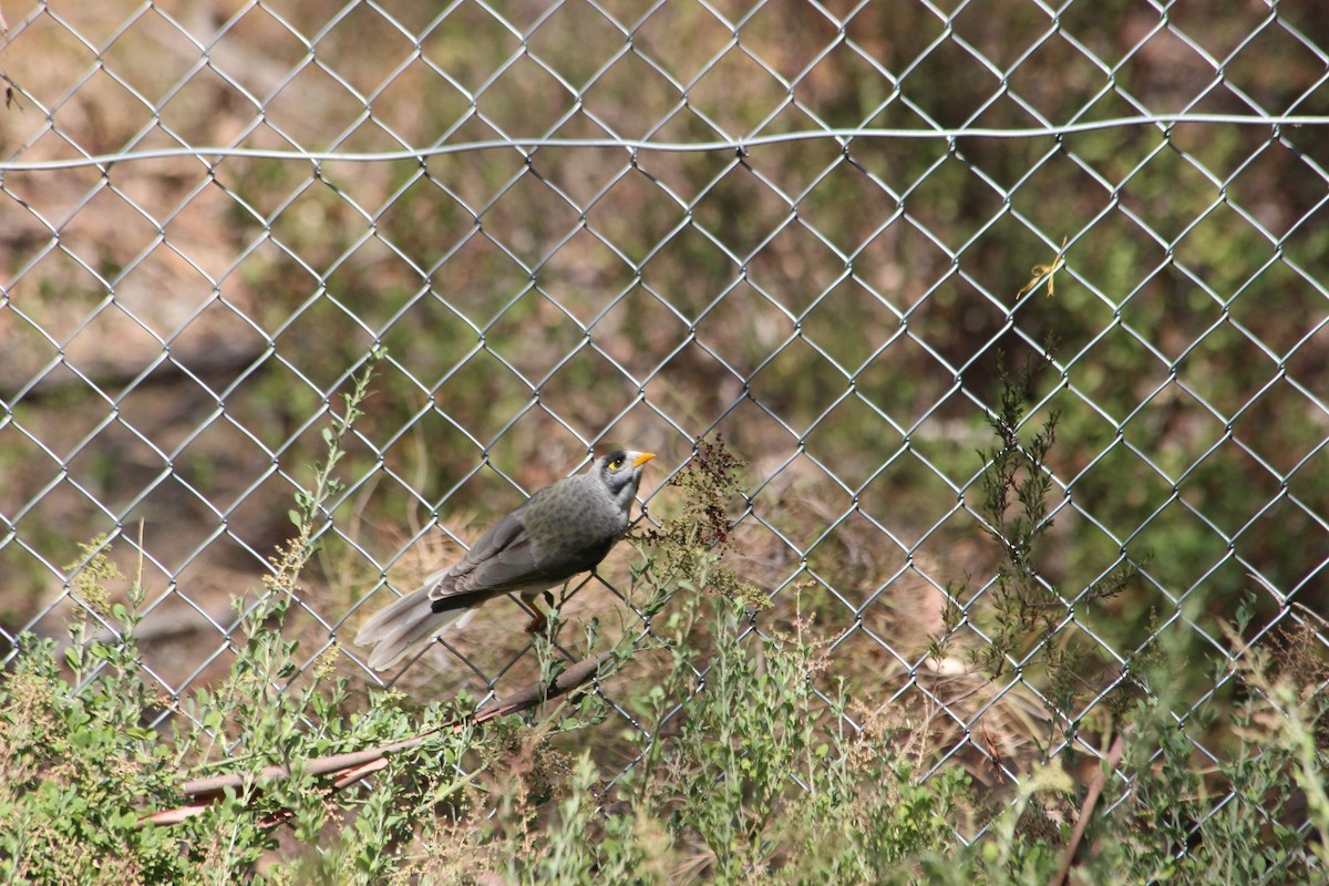 Noisy Miner - Claire Lowe