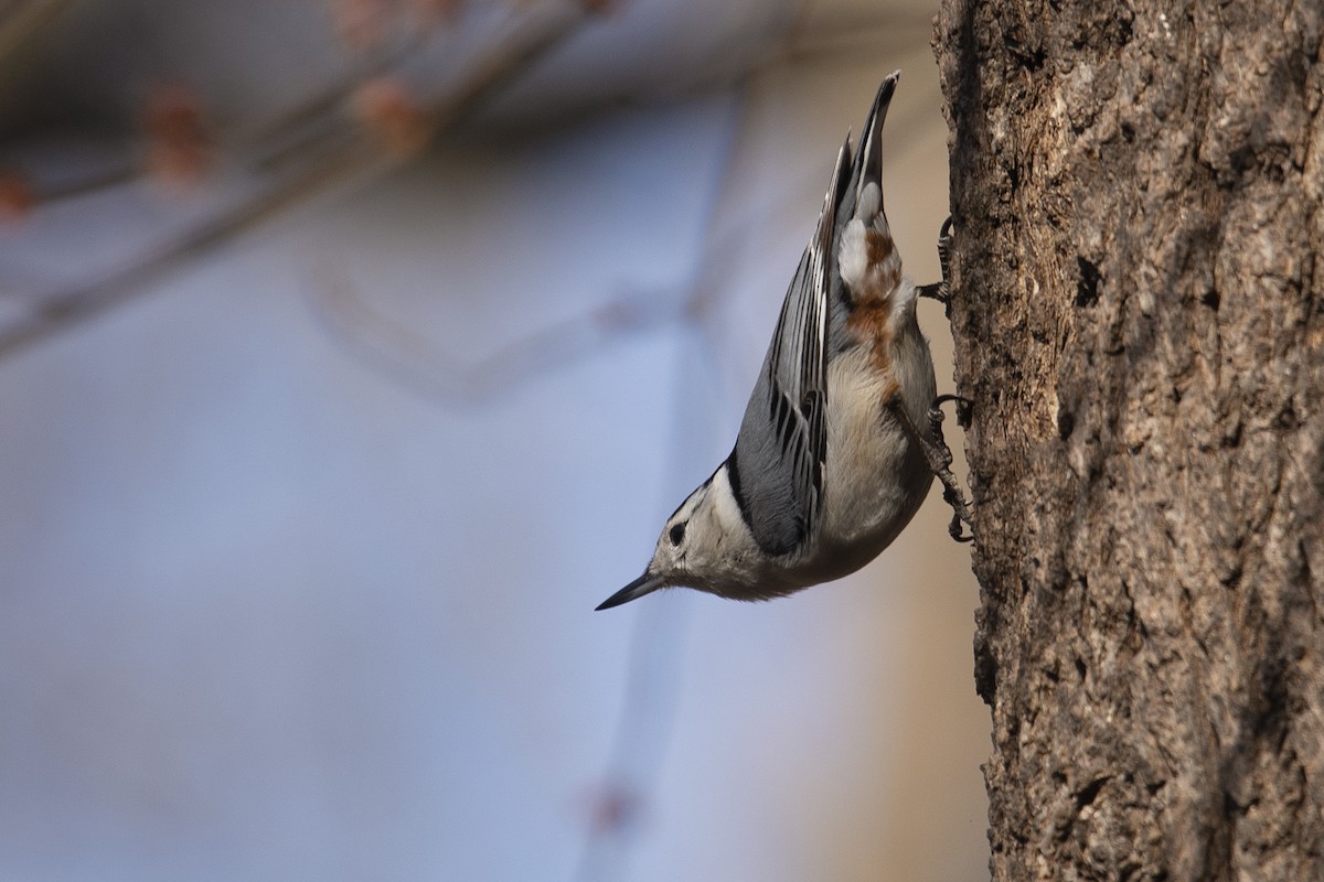 White-breasted Nuthatch - Michael Fuhrer