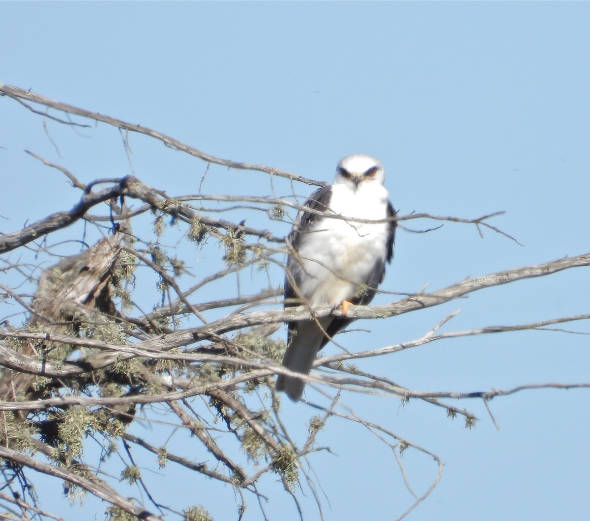 White-tailed Kite - ML145279021
