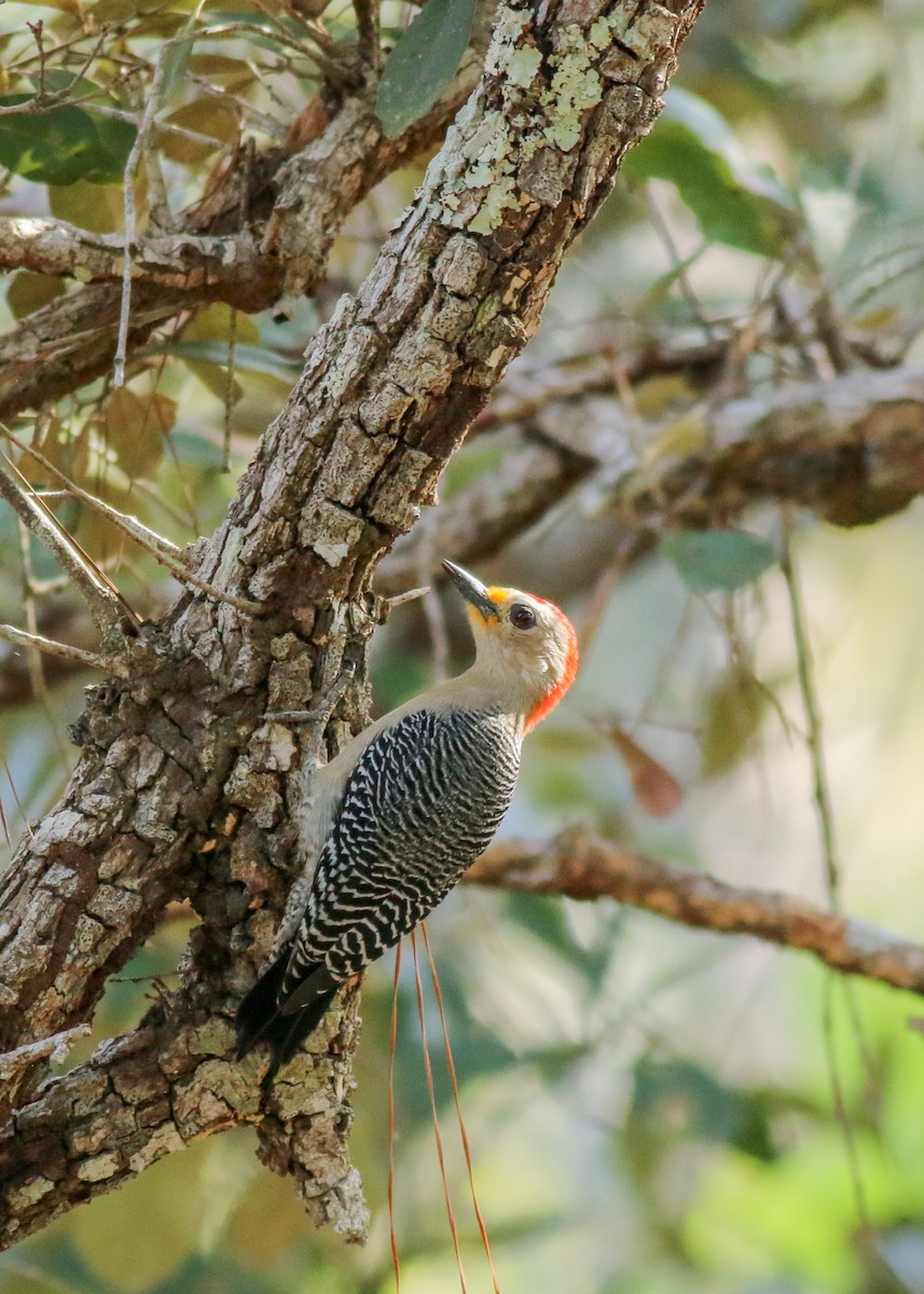 Yucatan Woodpecker - Yousif Attia