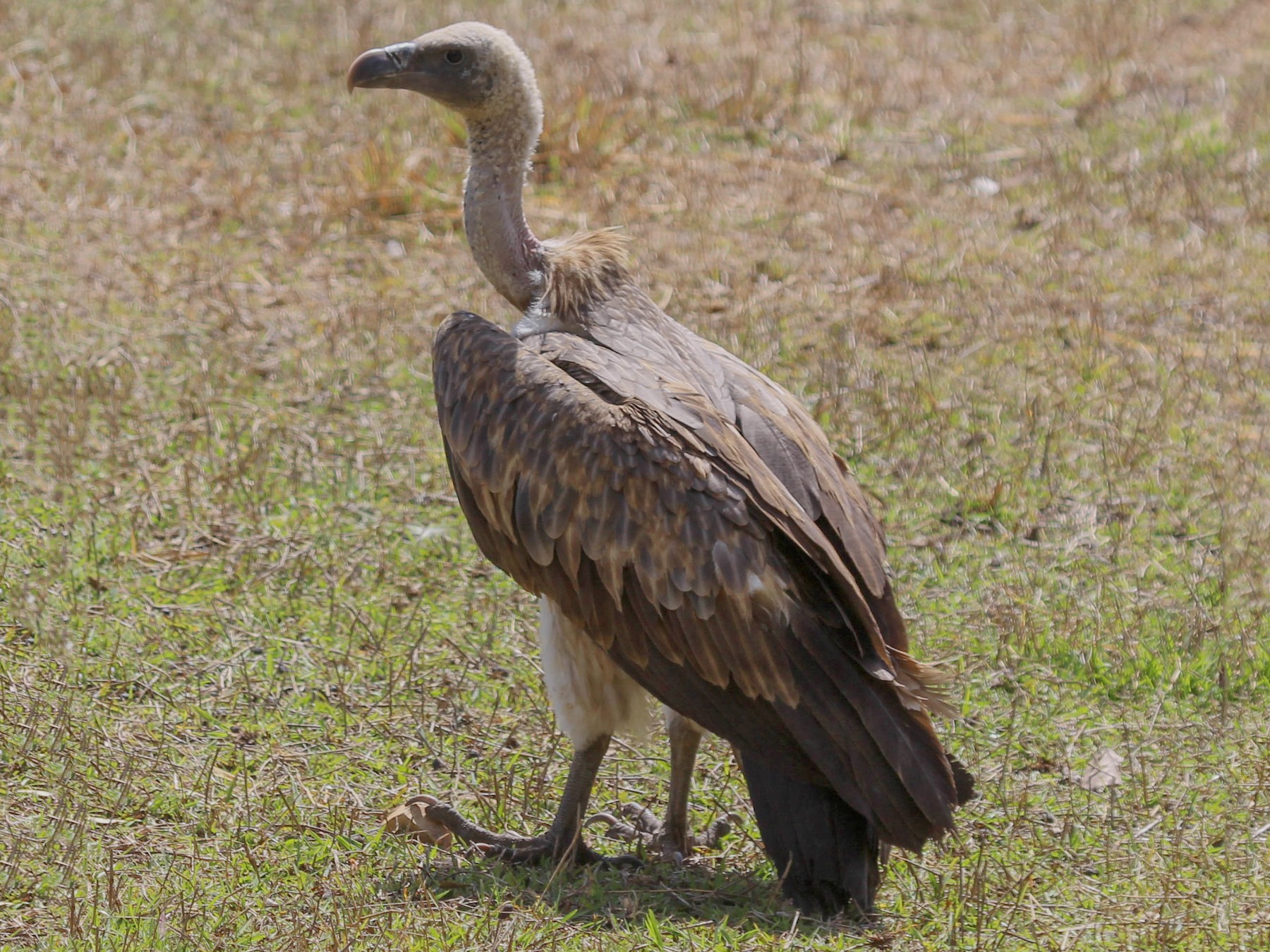Indian Vulture - Shekar Vishvanath
