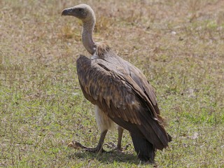 Молодая птица - Shekar Vishvanath - ML145280711