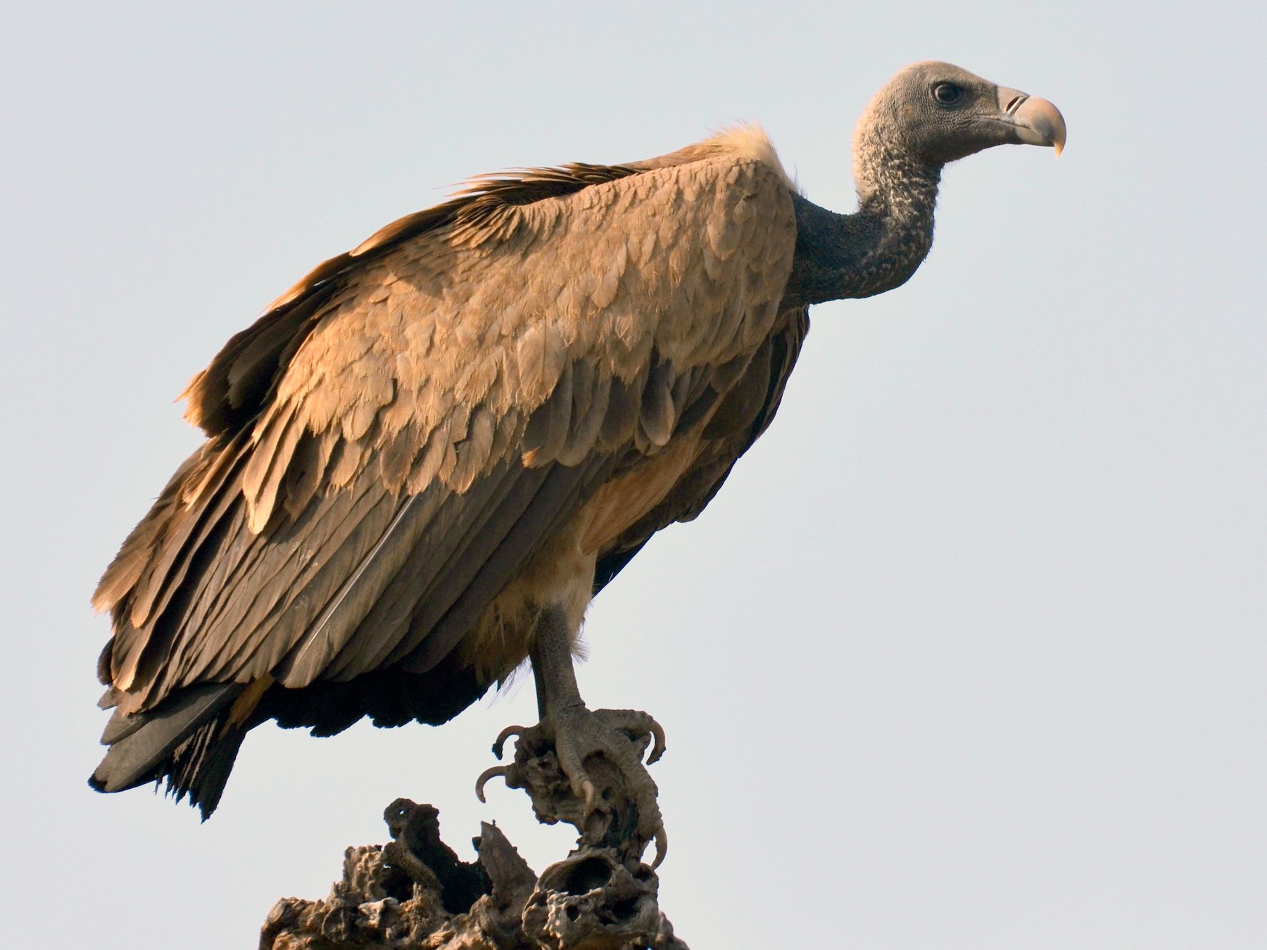 Indian Vulture Endangered