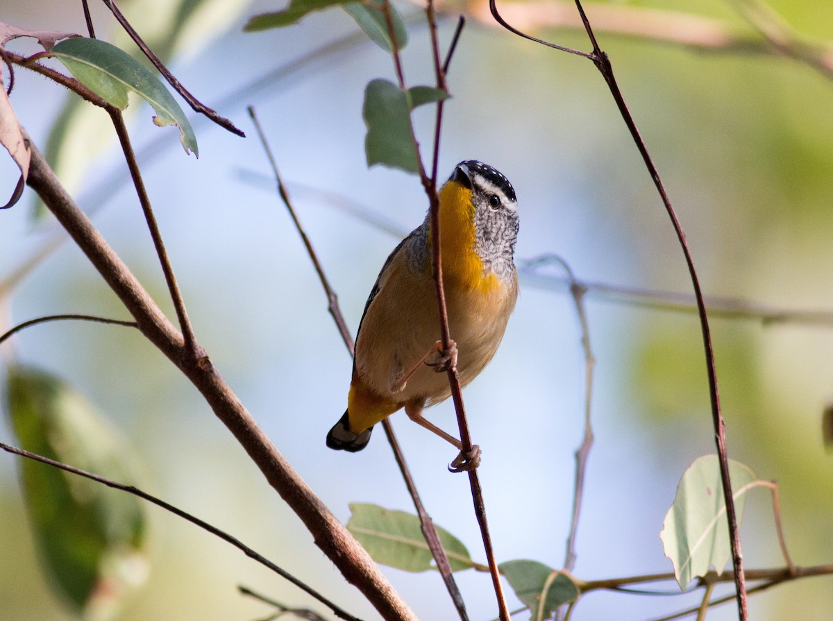 Spotted Pardalote - ML145280831