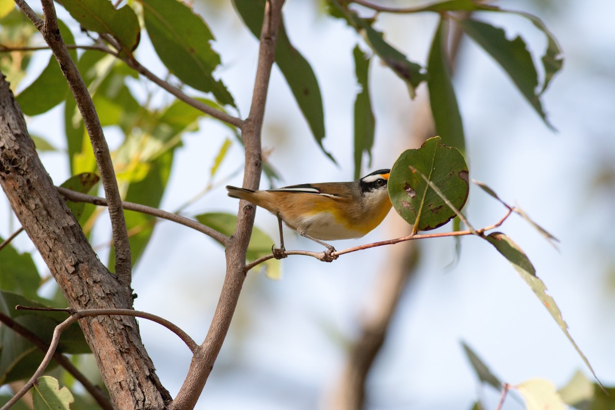 Striated Pardalote - Tom Armstrong