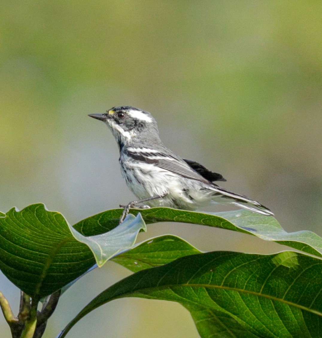 Black-throated Gray Warbler - Susan Mac