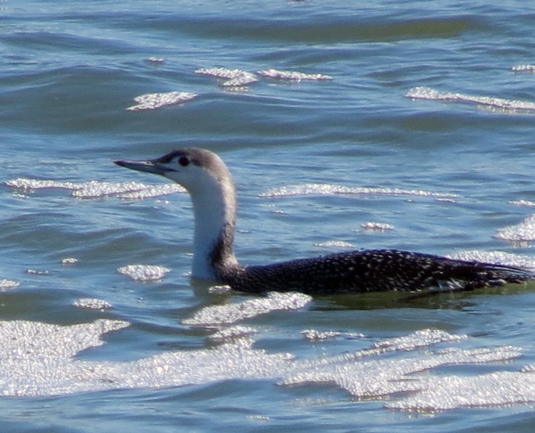 Red-throated Loon - Mark  Anthony