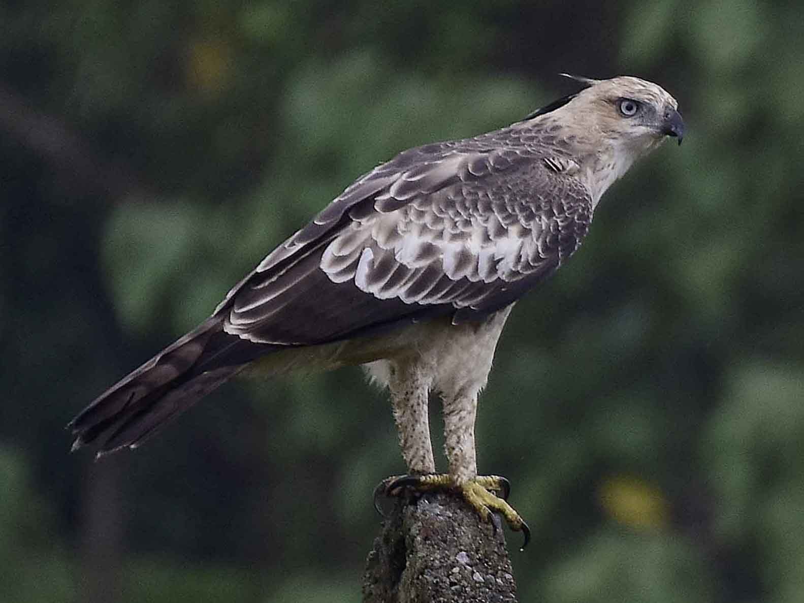 Changeable Hawk Eagle Crested Ebird