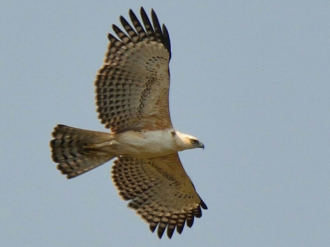 Changeable Hawk-Eagle (Crested) - The Pollachi Papyrus
