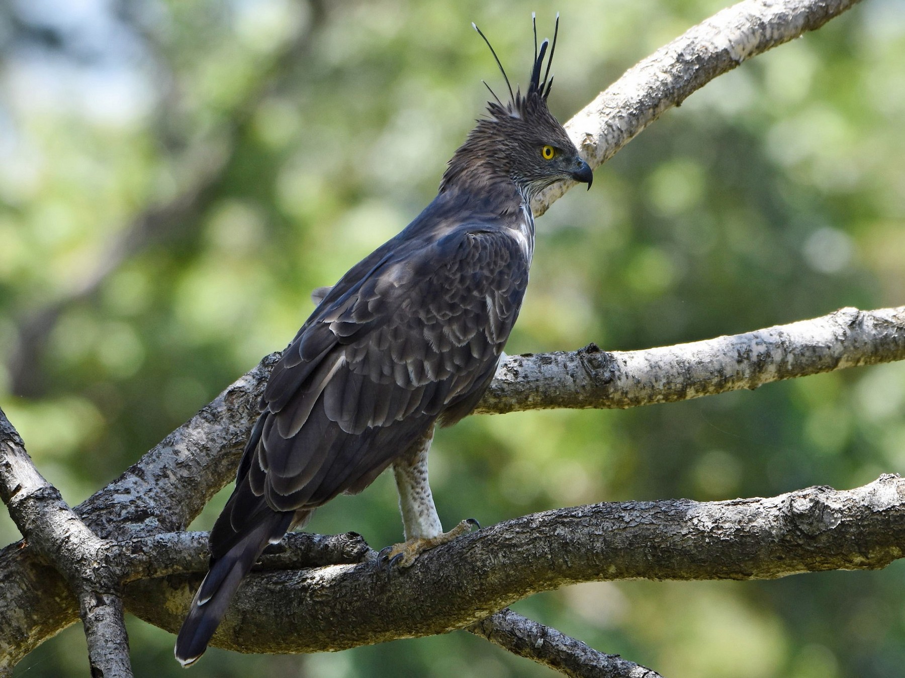 Changeable Hawk Eagle Crested Ebird