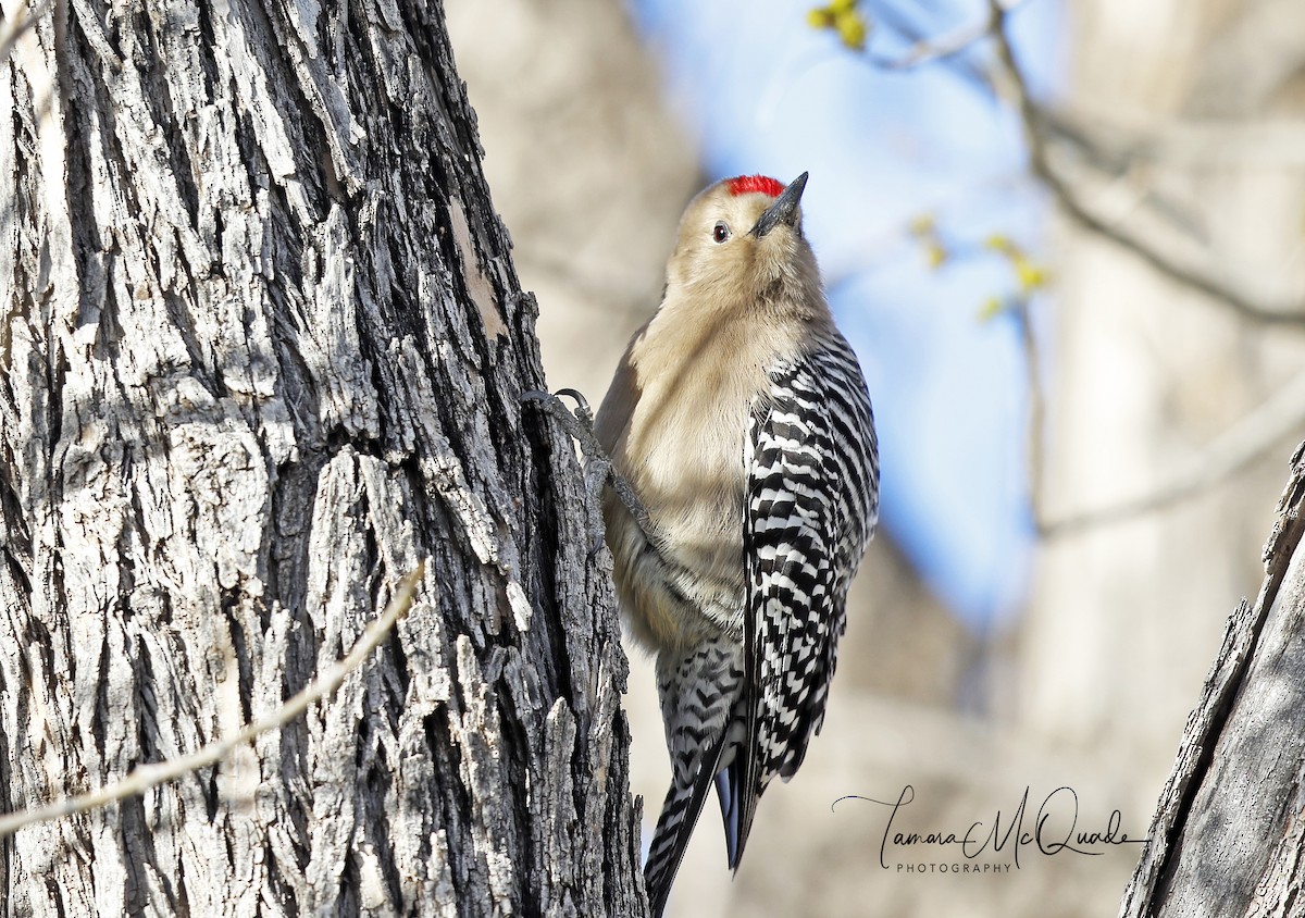 Gila Woodpecker - ML145285971