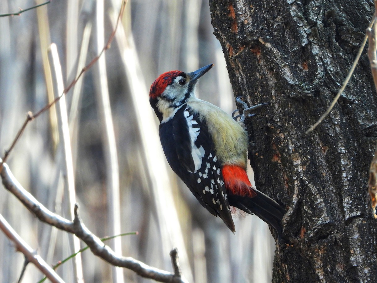 Himalayan Woodpecker - ML145286081