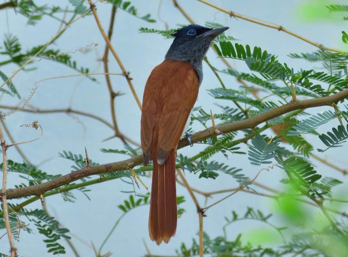Indian Paradise-Flycatcher - Ranesh Arunkumar