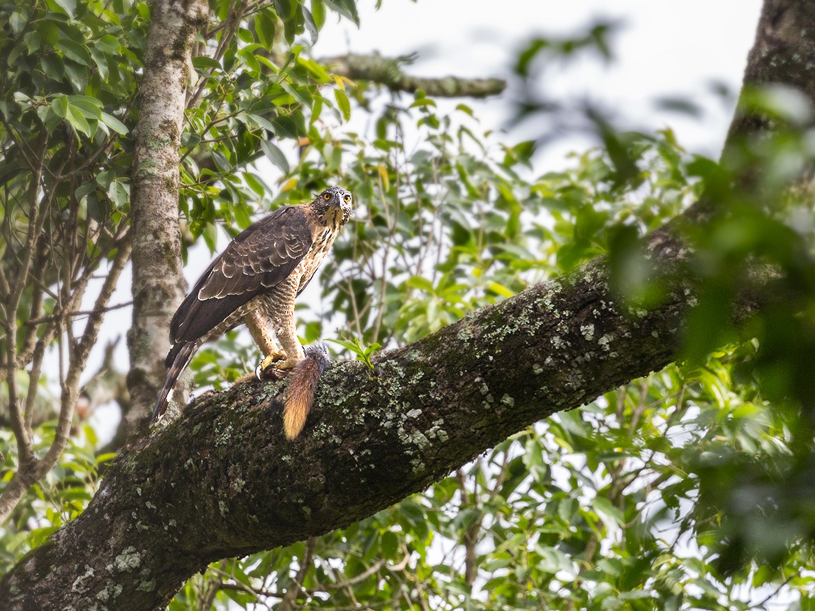 レッグクマタカ Ebird