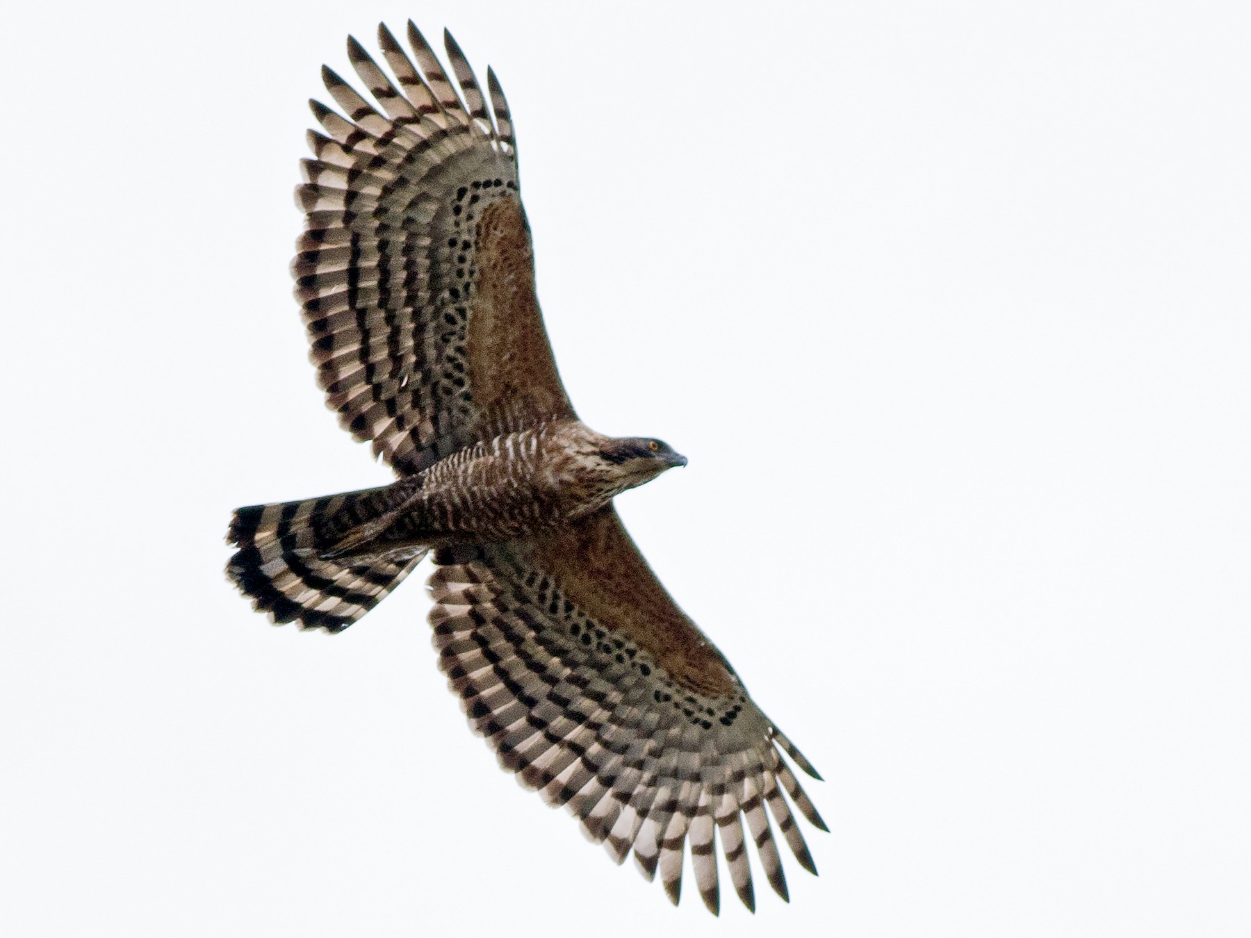 Legge's Hawk-Eagle - Praveen es