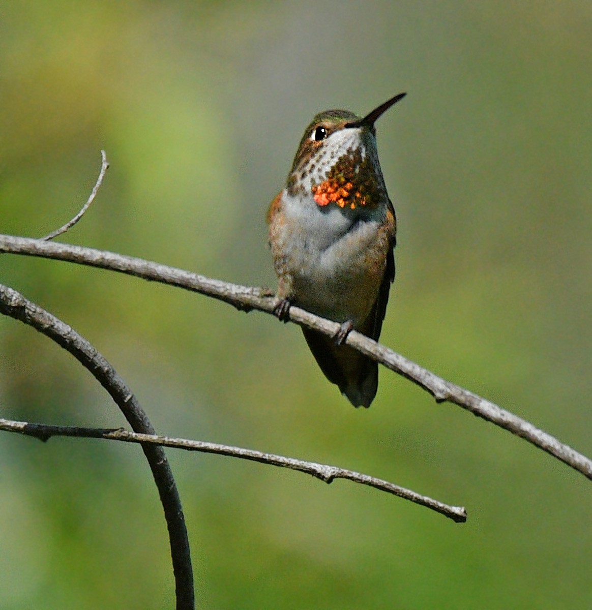 Allen's Hummingbird - ML145295181